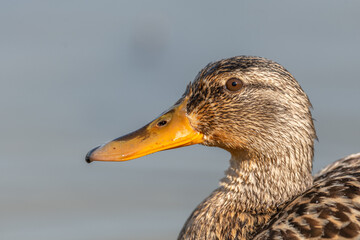 Portrait of a female mallard duck (Anas platyrhynchos) in spring.