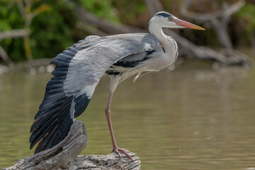 Grey heron (Ardea cinerea) resting in marsh stretching its wings.