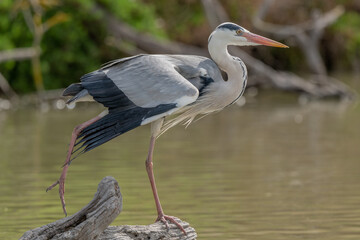 Grey heron (Ardea cinerea) resting in marsh stretching its wings.