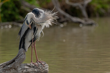 Grey heron (Ardea cinerea) resting in marsh cleaning its plumage.