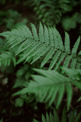 fern leaf in the forest