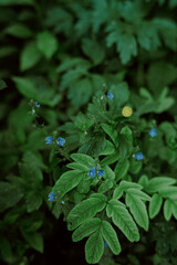 fern in the forest