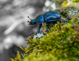 Metallic blue dor beetle