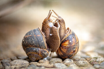 Pair of garden snails mating - 604410264