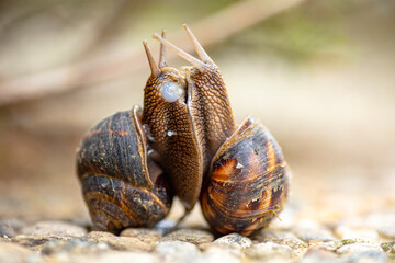 Pair of garden snails mating - 604410269