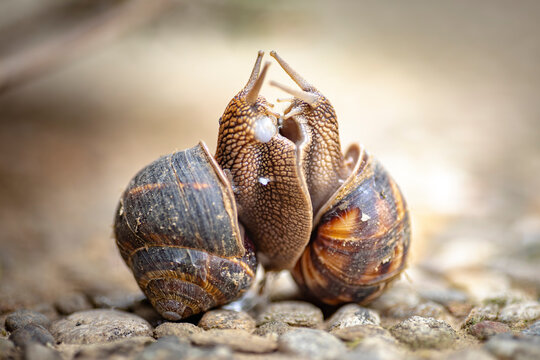 Pair of garden snails mating