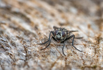 Stable fly portrait