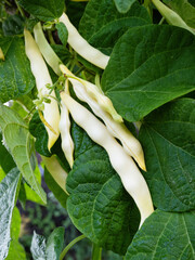 Ripe pods of kidney bean growing on farm. Bush with bunch of pods of haricot plant (Phaseolus...