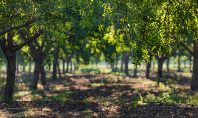 Beautiful almond garden, rows of almond trees with greend almond fruits in orchard in a kibbutz in...