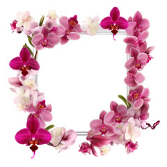 Fototapeta na wymiar Orchid flower frame. Isolated flower frame as background. PNG component. Generative AI