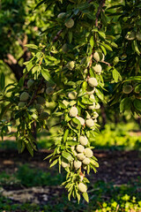 Closeup of beautiful Young almond fruit on almond tree in an almond garden orchard in a kibbutz in...