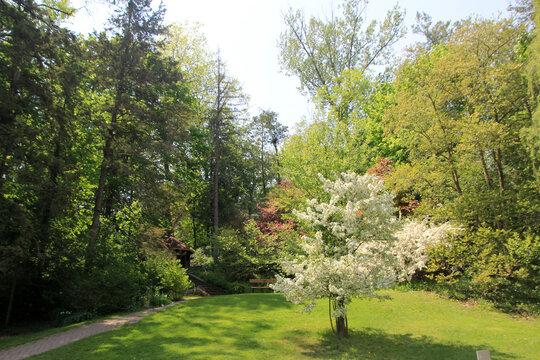 Spring landscape of blooming park