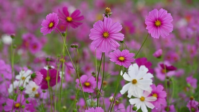 ฺBeautiful Cosmos flowers blooming in the nature and moving by the wind. Cosmos are annual flowers with colorful, daisy-like flowers.