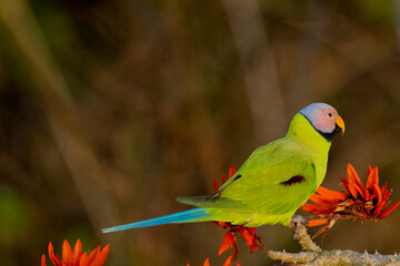  blossom headed parakeet parrot from satchori forest, sylhet, bangladesh 