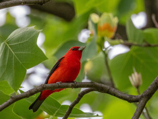 Scarlet Tanager Perching