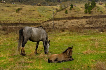 Russia. South of Western Siberia, Mountain Altai. A small herd of horses graze peacefully on a spring mountain pasture along the Chui tract.