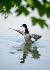 A duck ready to fly – Tovacov pond