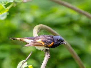 American Redstart