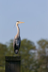 Grey heron portrait