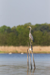 Grey heron on stick at coast