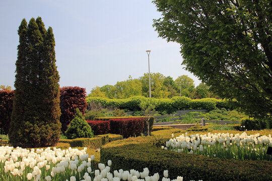 Spring landscape of blooming park