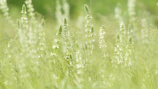 Beauty of nature with flexible and delicate stems of blooming salvia argentea swaying in gentle breeze on sunny day. Video has shallow depth of field, adding soft and dreamy effect to summer scene