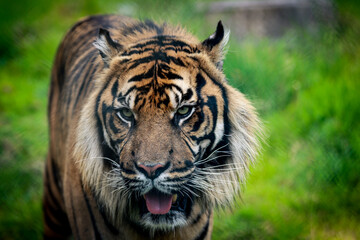 A Sumatran Tiger, which originally inhabits the Indonesian island of Sumatra. It was classified as critically endangered by IUCN in 2008.