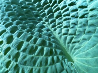 Green leaf hosta veins texture background. 
