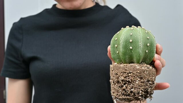Woman holding Astrophytum asterias cactus after remove it from the pot for repotting to new container. Repotting refreshes the nutrients in the soil.
