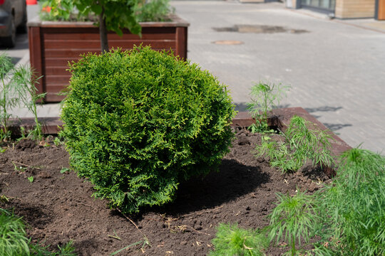 Globular thuja western Danica in summer on a wooden flower bed