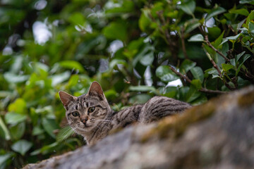 Cat in the grass and wall