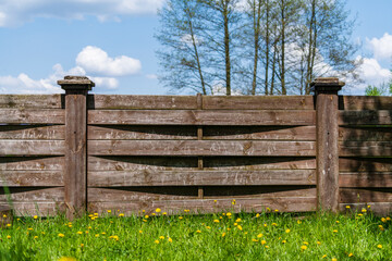 Wooden garden fence, green grass and blooming dandelion flowers on a spring day
