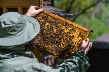 Farmer wearing bee suit working with honeycomb in apiary. Beekeeping in countryside. Male beekeeper in a beekeeper costume, inspects a wooden frame with honeycombs holding it in her hands, closeup