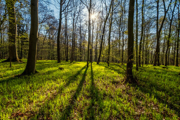 Landscape in spring forest with shadows