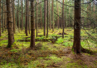 Bog and pine forest landscape