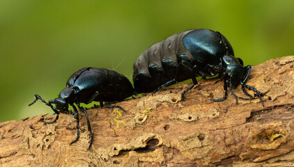 Oil beetles.