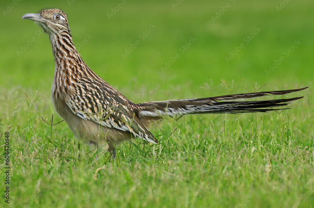 Wall mural greater roadrunner shown in death valley, california, united states.