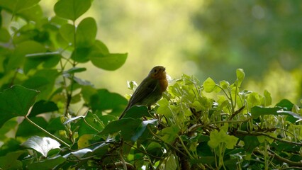 Bird