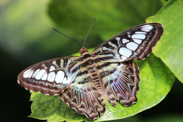 Plakat Mariposa con las alas marrones y blancas extendidas sobre una hoja verde