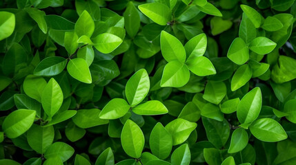 Naklejka na ściany i meble Verdant Harmony: Embracing Ecology and Environment with Green Plant Leaves Generative AI