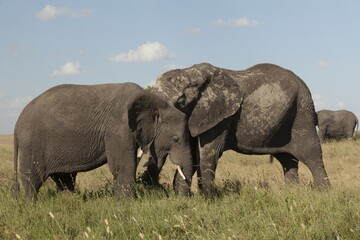 Fototapeta na wymiar Elephant Love