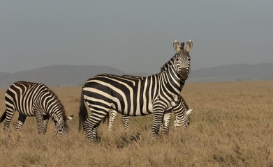 Fototapeta na wymiar Zebras Grazing