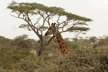 Giraffe Above the trees