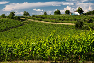 Fototapeta na wymiar Rolling hills of Czech Republic vineyards in the Morava wine region