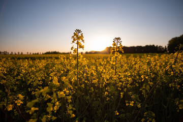 Blooming canola in the sunshine in the field at sunset in the coutryside - obrazy, fototapety, plakaty