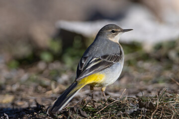 Sesión de aves del bosque