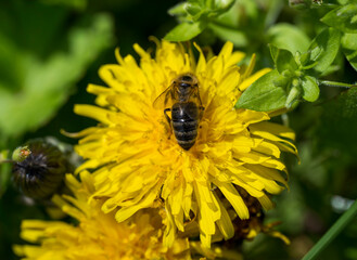 Detail of honey bee on yellow Taraxacum officinale flower