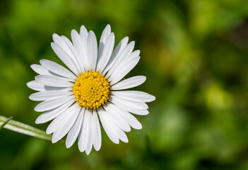 Fototapeta premium Detail of the white and yellow flower of Bellis perennis