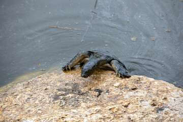 Nile Softshell Turtle (Trionyx triunguis). Big Terrapin.