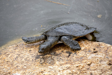 Nile Softshell Turtle (Trionyx triunguis). Big Terrapin.